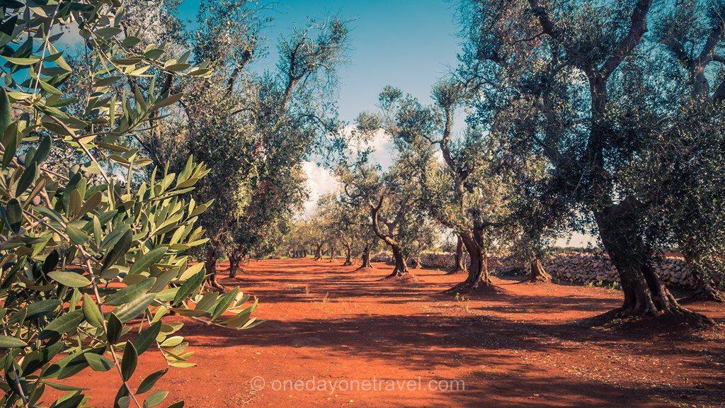 Destination de rêve Pouilles Italie olivier